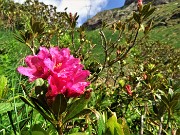 14 Rododendron ferrugineum (Rododendro rosso)